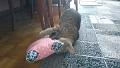 2016-05-12 16.10.39 - Inka